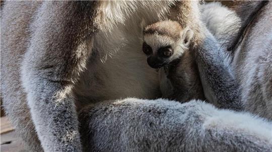 Nach einer Tragzeit von rund 135 Tagen erblickte das erste Jungtier seit fünf Jahren das Licht der Welt.