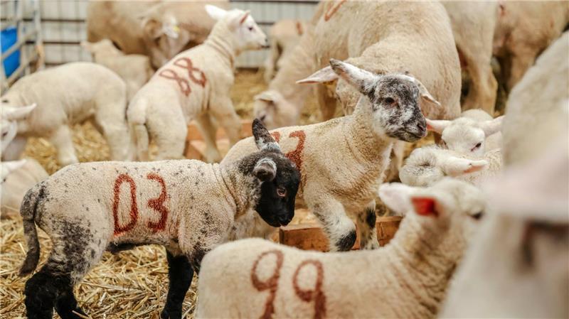 Nach einigen Tagen ziehen die Mutterschafe mit ihren Lämmern aus den Einzelboxen in größere Boxen.