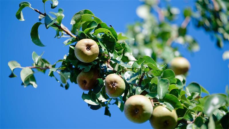 Nach ersten vorläufigen Schätzungen erwarten die Obstbaubetriebe 2026 eine gute Birnenernte. (Archivbild)