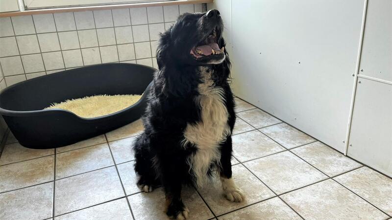 Nach fast fünf Jahren endloser Suche nach einem neuen Zuhause hat Balou seine Lebensfreude nicht verloren. Gäste sind in seinem kleinen Reich herzlich willkommen. Vor Aufregung kann er kaum still halten. 