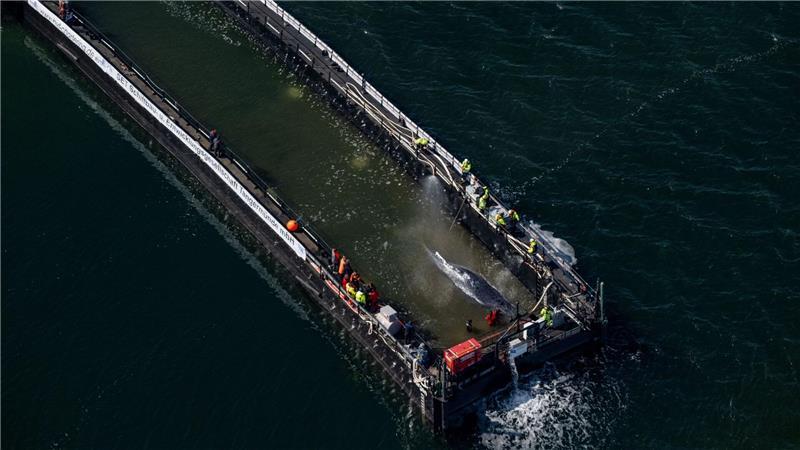 Nach langem Bangen setzte sich die Barge mit dem Wal in Bewegung.