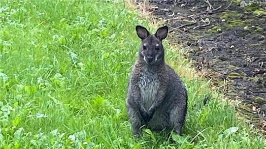 Nach mehreren Wochen auf freiem Fuß hat die Polizei im Landkreis Stade ein Känguru gefangen.
