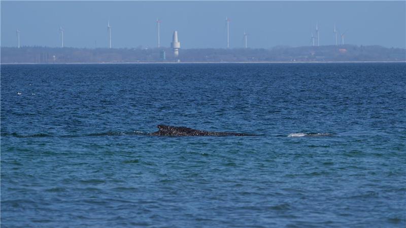 Nach tagelangen Bemühungen zahlreicher Helfer hatte sich der Wal in der Nacht zum Freitag nach Tagen selbst von einer Sandbank vor Timmendorfer Strand durch eine per Bagger ausgegrabene Rinne freigeschwommen.