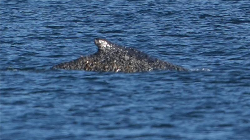 Nach tagelangen Rettungsversuchen ist der Buckelwal wieder frei.