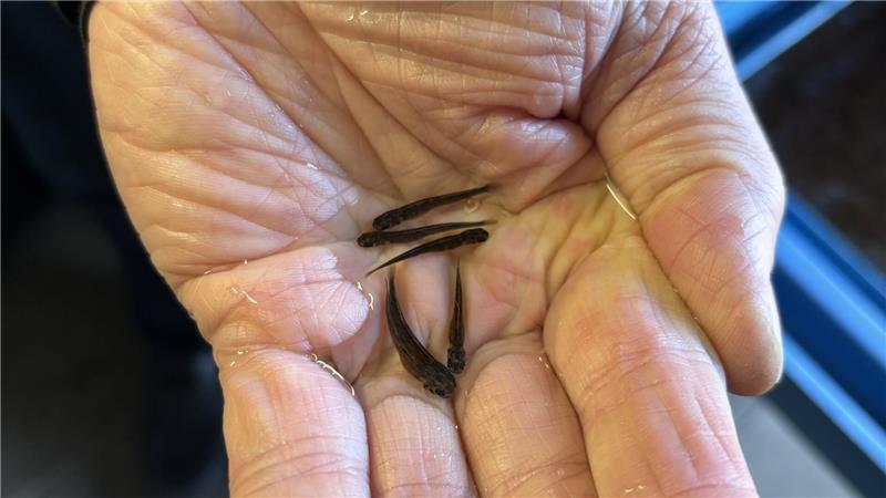 Gefährdete Fische: Stader Angler setzen über 140.000 Forellen aus Nach vier bis fünf Wochen sind die Babymeerforellen bereit zum Aussetzen.