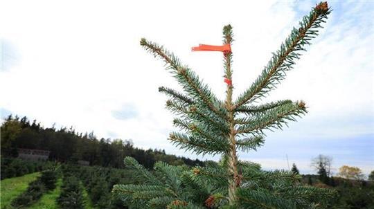 Nach wenigen Stunden abmontiert: Delmenhorst erntet Spott für Tannen-Fiasko. (Symbolbild)
