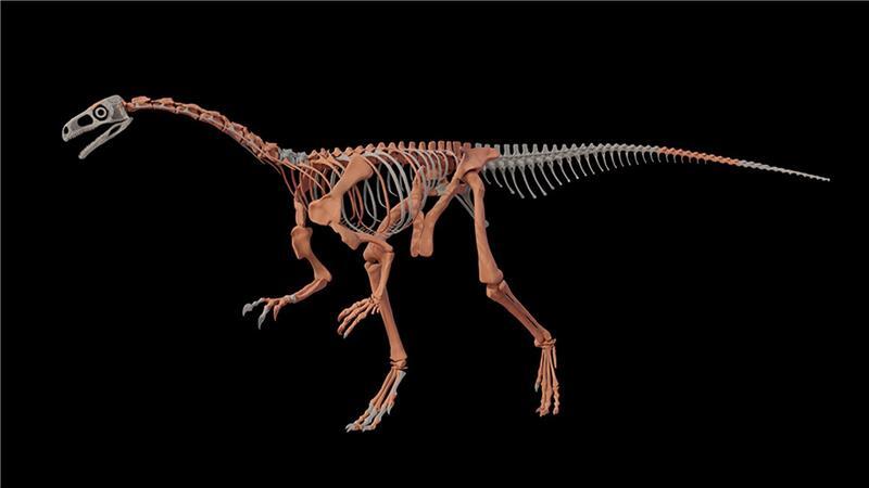 Fossilienfund in Argentinien: Einer der ältesten Dinosaurier Nachbildung des Dinosauriers Huayracursor jaguensis