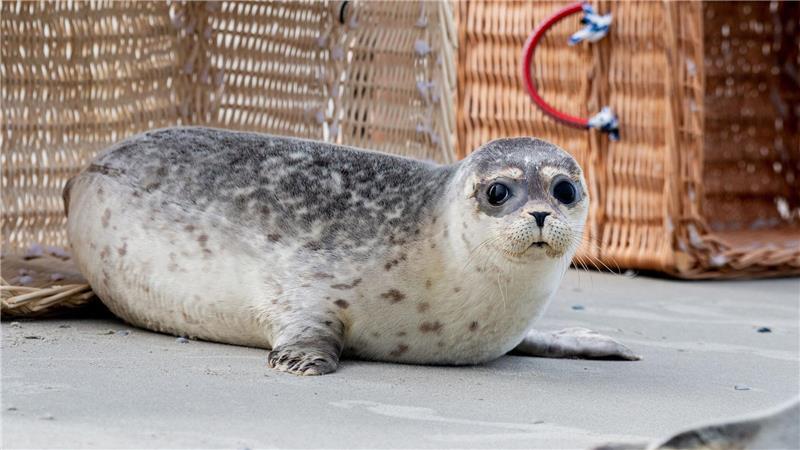 Nachdem die Transportkörbe auf Juist vorsichtig geöffnet und Richtung Wasser gekippt wurden, beschnuppern die Seehundjungen zunächst ihre neue Freiheit.
