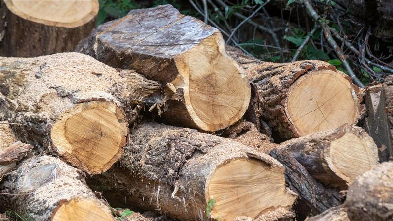 „Kümmerer des Waldes“: Rostock fünf Tage Försterhauptstadt Nachwachsender Rohstoff Holz ist weiter gefragt.