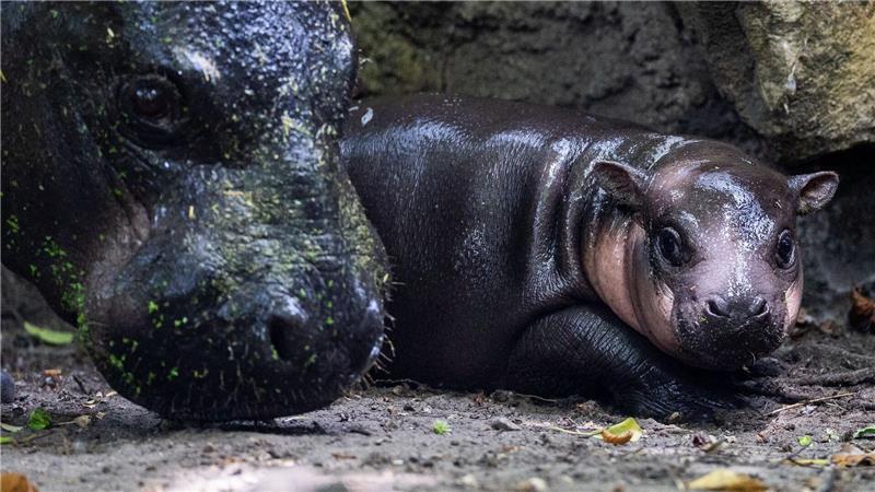 Nachwuchs bei den Zwergflusspferden: Das Neugeborene namens Brötchen geht neben der Mutter Debbi bei einem ersten Ausflug im Zoologischen Garten.