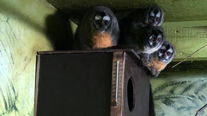 Ein besonderes Affenbaby lebt in der Wingst Nachwuchs gab es auch im Tropenbereich bei den Nachtaffen. Foto: Waldzoo Wingst