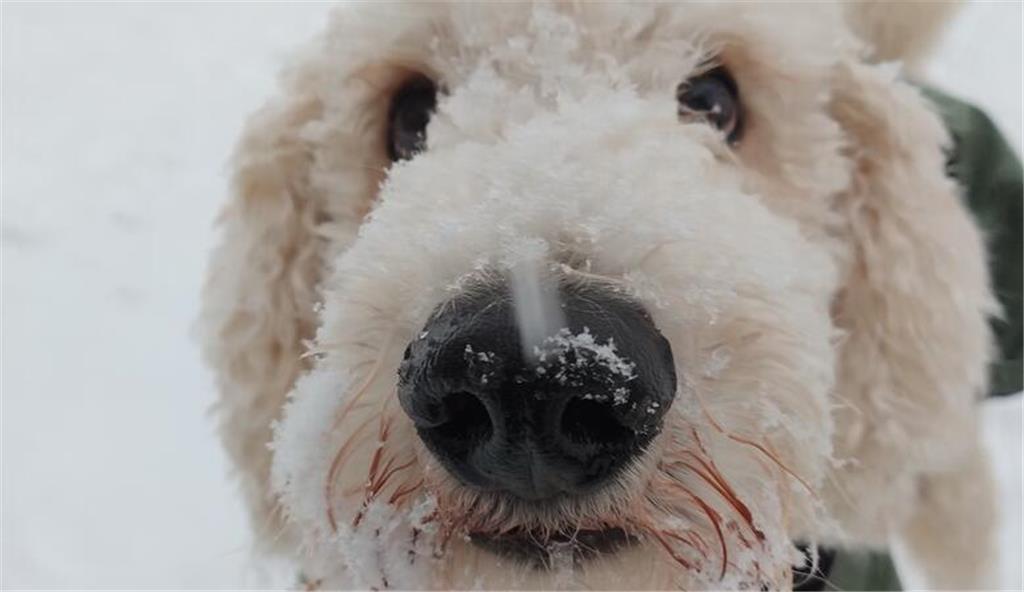 Nadja Wibusch hat ihren Hund Buddy im Schneetreiben in Deinste-Süd abgelichtet.