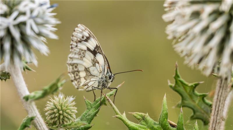 Bilder des Tages Nahe Rottweil hat sich ein Schachbrettfalter auf einer Distel niedergelassen.