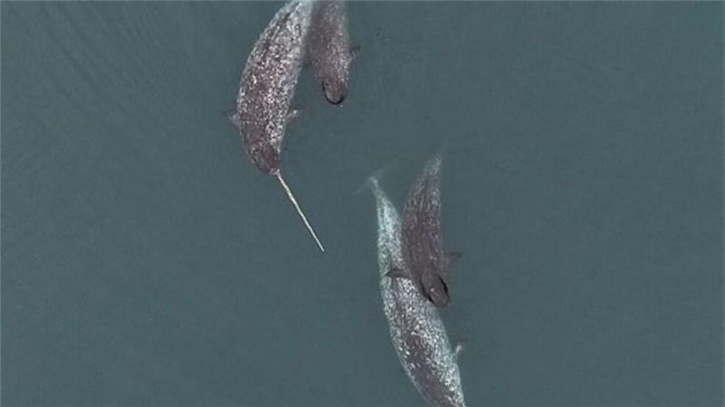 „Einhörner der Meere“ nutzen ihre Stoßzähne zur Jagd Narwale leben das ganze Jahr über in den Gewässern der hohen Arktis. Aufgrund ihres abgeschiedenen Lebensraumes sind Beobachtungen der Tiere selten.