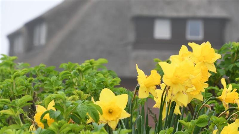 Narzissen und Heckenrosen stehen im Seenebel vor Reetdachhäusern auf Sylt. Die Nachfrage nach Wohnraum ist auf Sylt groß - jetzt sinkt die Zahl der erteilten Baugenehmigungen im Vergleich zum Vorjahr. (zu dpa: «Wo sich die Menschen am meisten leisten können»)