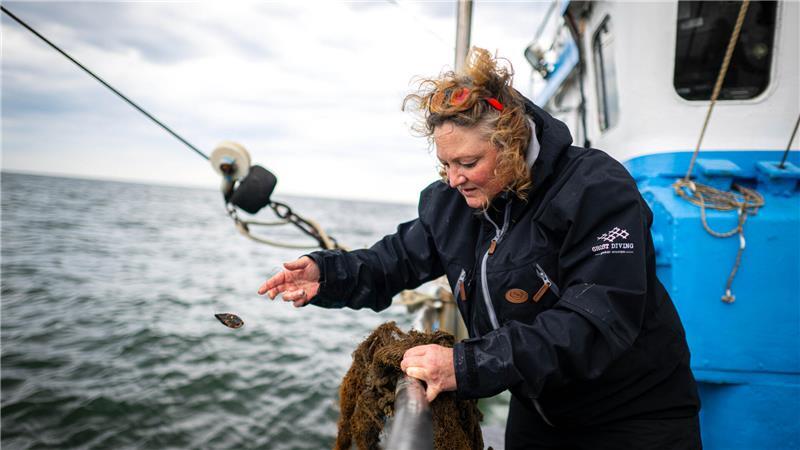 So jagen Taucher Geisternetze am Grund der Nordsee Natalie Gielen vom Projekt «Geisternetze Ostfriesland» sammelt Tiere aus einem Geisternetz.