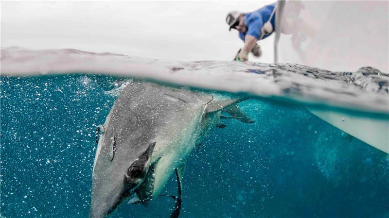 Hammerhaie werden auf den Bahamas zu Stubenhockern Natürliche Feinde der Hammerhaie sind andere Haie und Orcas.