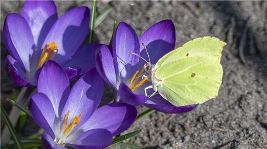 Naturfotograf Reinhard Paulin hat die Frühlingsstimmung im Landkreis Stade eingefangen.