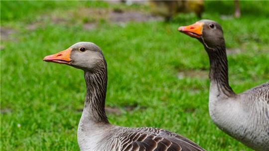 Naturphänomen: Graugänse haben einen ausgeprägten Familiensinn.