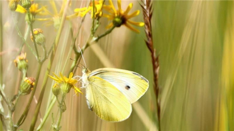 Bilder des Tages Naturschönheit in der Wiese: Ein Zitronenfalter sitzt auf einer Blüte in Köln.