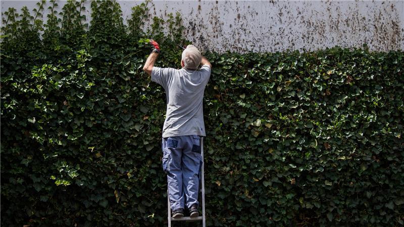 Naturschutz geht vor: Während der Brutzeit dürfen Hecken nicht radikal gestutzt werden.