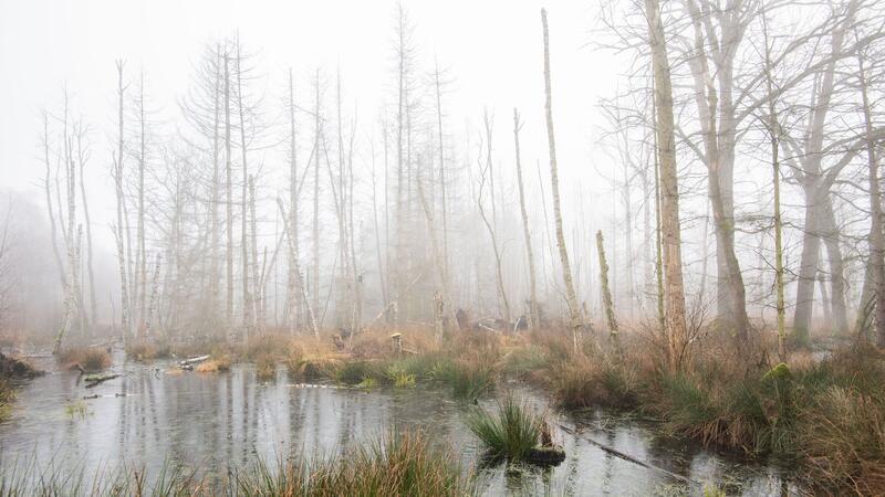 Dezemberregen hatte positiven Effekt auf Großes Moor Nebelschwaden ziehen durch das Große Moor im Landkreis Gifhorn.