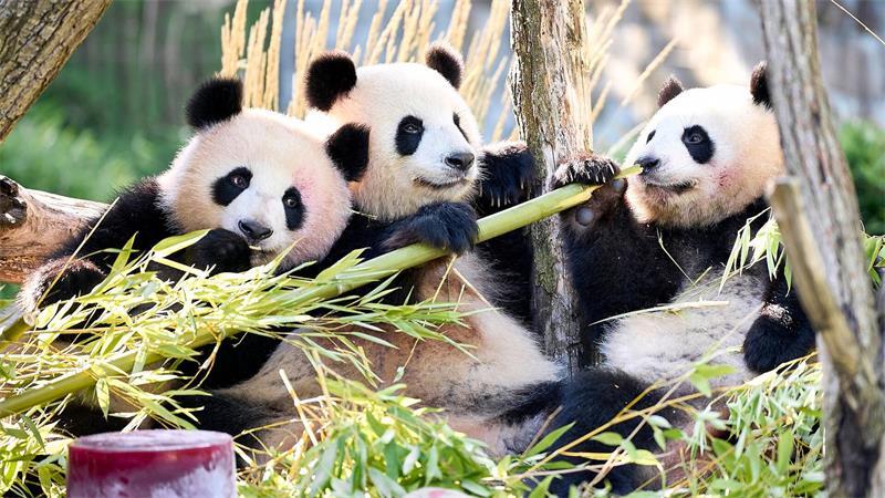 Neben Bambus und Muttermilch essen Leni und Lotti spezielle Panda-Kekse.