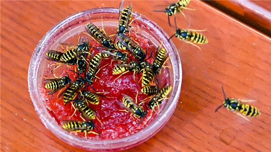 In einer kleinen Schale mit Marmelade tummeln sich zahlreiche Wespen.