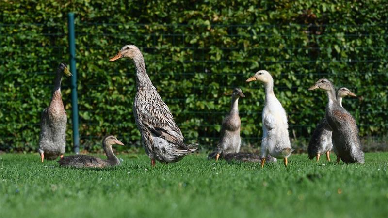 81-Jähriger bangt um seine Gänsehaltung Neben Gänsen hält Ludwig Smidt auch Enten.