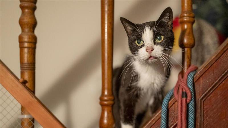 Warum Doris Urban ihr Leben den Hunden widmet Neben Hunden verpflegt Doris Urban auch viele Katzen. Aktuell sind es 13.