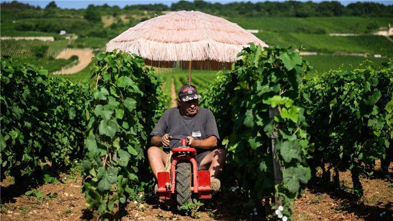Neben Lieferdiensten und Bauarbeitern ist die Landwirtschaft besonders von Hitze betroffen. (Archivbild)