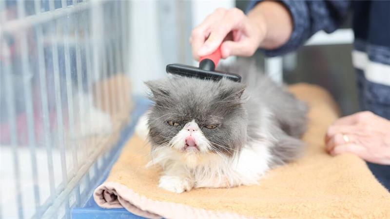 Neben Streicheleinheiten kümmern sich die Ehrenamtlichen zum Teil auch mit um die Pflege der Katzen. 