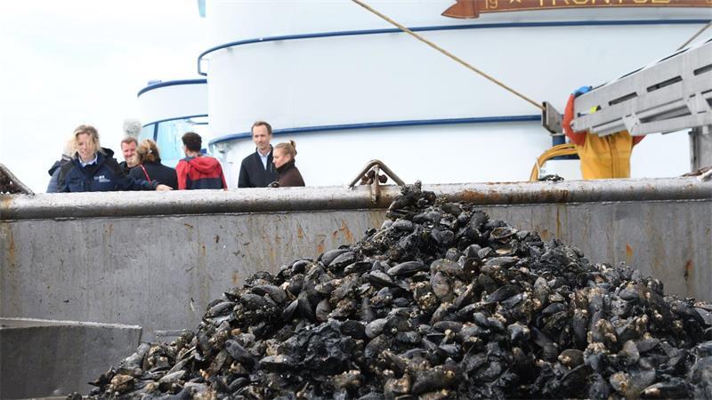 Muschelernte vor Sylt 2025 gut - einige Netze bleiben leer Neben den ökologischen Veränderungen sieht sich die Muschelwirtschaft mit weiteren Herausforderungen konfrontiert - dazu gehören auch steigende Kosten für Energie und Personal.