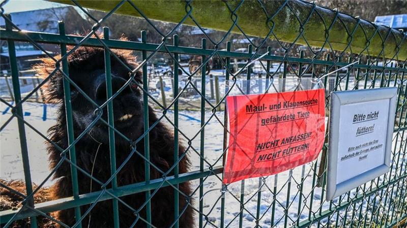Neben hohem Fieber, Appetitlosigkeit und Apathie können infizierte Tiere Blasen am Maul und auf der Zunge sowie an den Klauen und den Zitzen entwickeln (Archivbild).