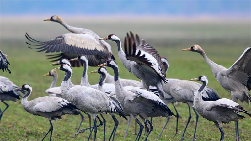 Kraniche: Vogelgrippe-Effekt wegen Trockenheit teils unklar Neben in Deutschland heimischen Kranichen befinden sich saisonal auch unzählige Tiere auf der Durchreise in Deutschland. (Archivbild)