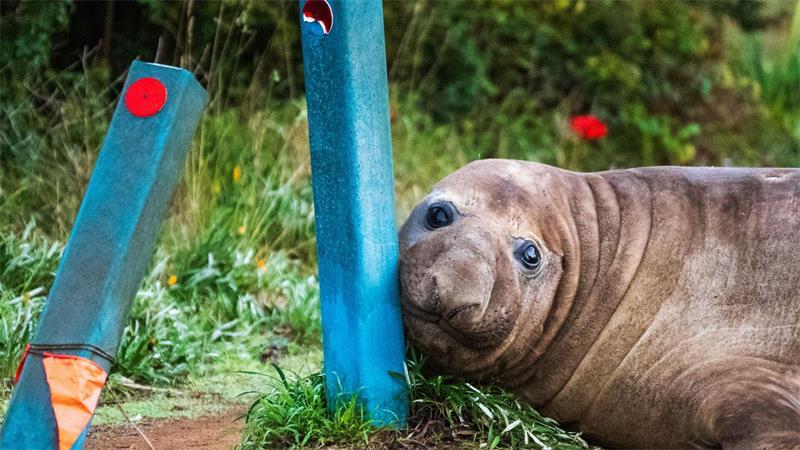 „Neil the Seal“ ist in Australien ein Internet-Liebling.