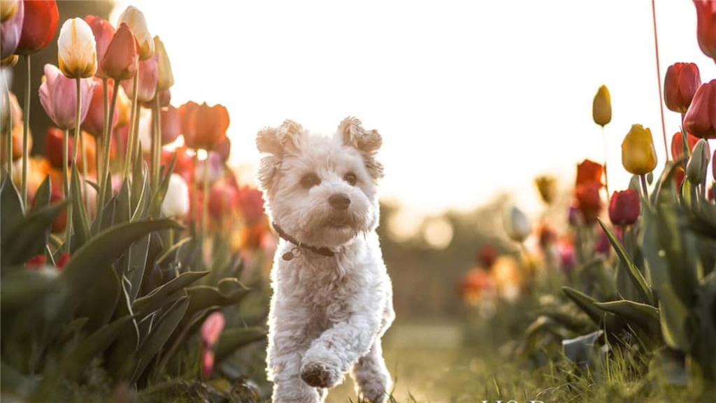 Nele: "Hugo ist total verkuschelt und mein treuer Begleiter."  