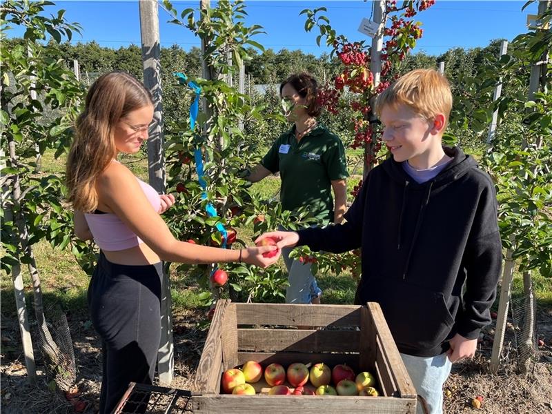 Nele und Louis von der Oberschule in Horneburg ernten die Frühapfelsorte Delbarestivale auf den Versuchsflächen der Esteburg. Foto: Vasel