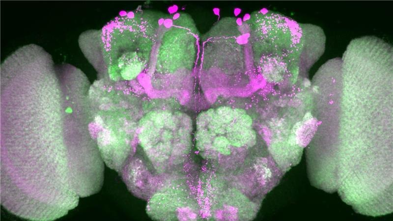 Ticken wir wie Fruchtfliegen? Im Schlaf vielleicht schon Nervenzellen im Gehirn einer Taufliege wurden durch Forscher pink eingefärbt, Nervenzellenverbindungen sind grün dargestellt.