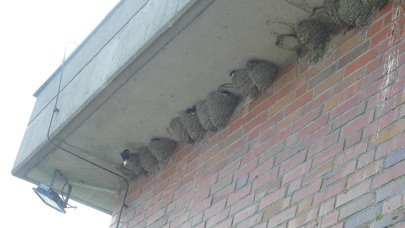 Nest an Nest brüten die Mehlschwalben - sie lieben es gesellig unterm Dach. Alte Nester werden nach Möglichkeit wieder genutzt und nur ausgebessert - das spart wertvolle Energie.