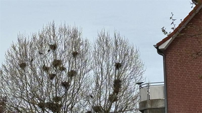 Krähen-Plage in Buxtehude: Ein harter Job für Wüstenbussard „Ash“ Nester von Saatkrähen in Bäumen vor einer Wohnanlage an der Sagekuhle. Rund 250 Brutpaare umfasst die Population in der Nachbarschaft.