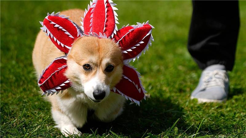 Bilder des Tages Netter Versuch: Ein Hund ist bei einem Corgi-Treffen in Russland als „Demogorgon“, eine mächtige Dämonen-Kreatur aus der Serie „Stranger Things“, verkleidet.