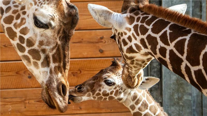 Netzgiraffen-Nachwuchs „Mumbi“ (M) steht im Stall im Opel-Zoo in Kronberg zwischen der Herde.