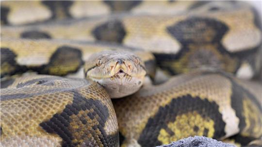 Netzpythons gehören zu den größten Schlangenarten der Welt. (Symbolbild) 