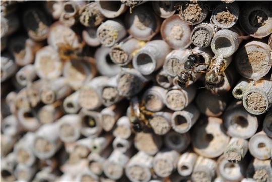 Neue Heimat: Wildbienen fliegen ein Insektenhotel in einer Obstplantage im Alten Land an. Pflanzenschutz gefährde die Insekten nicht. Fotos: Vasel