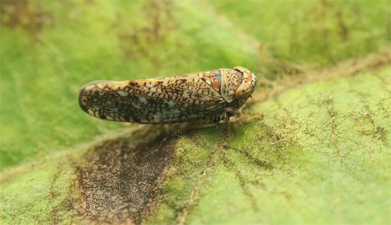 Neuer Schädling: „Tickende Zeitbombe“ für Obstbau im Alten Land Neuer Schädling an der Niederelbe: Eine adulte Orientzikade (Orientus ishidae) krabbelt über ein Blatt.