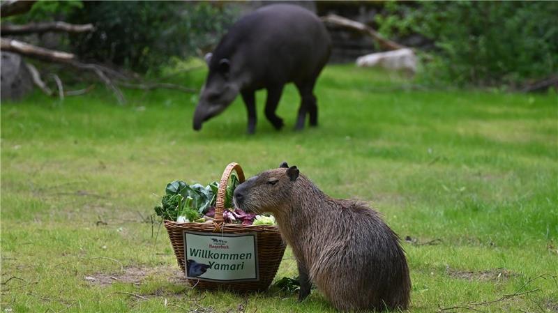 Wasserschwein und Tapir erkunden neues Gehege bei Hagenbeck Neues Revier zu entdecken: Die Wasserschweine und Tapire haben ihr neues Gehege nun direkt am Eingang.