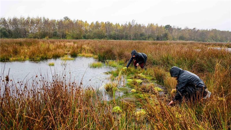 Forscher helfen Moor mit frischem Torfmoos auf die Sprünge Neues Torfmoos, damit das Moor schneller wächst.