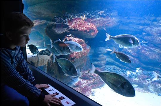 Neun Aquarien hat der Zoo am Meer. Zu sehen sind dort ausschließlich Nordsee-Fische. Foto: Zoo am Meer