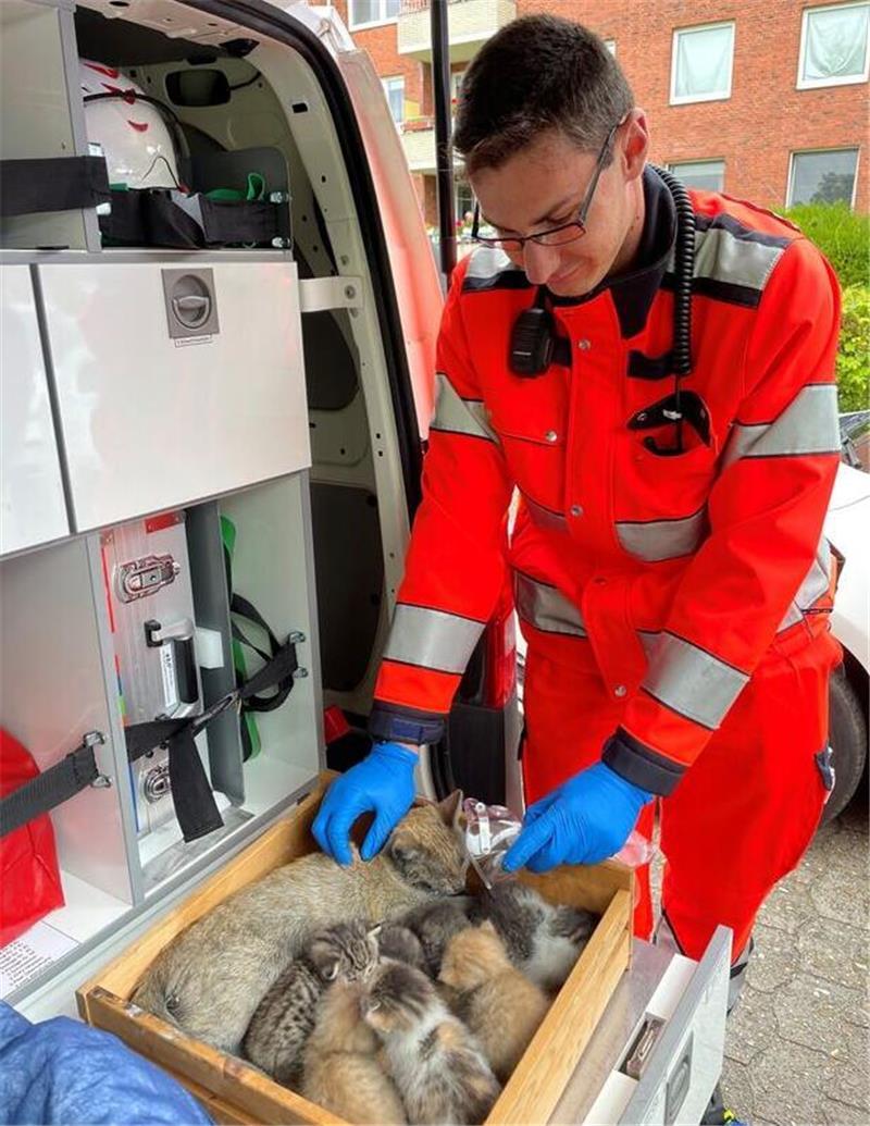 Haus brennt in Cuxhaven: Kind verletzt, neun Katzen gerettet Neun Katzen hat die Feuerwehr aus dem Gebäude gerettet.